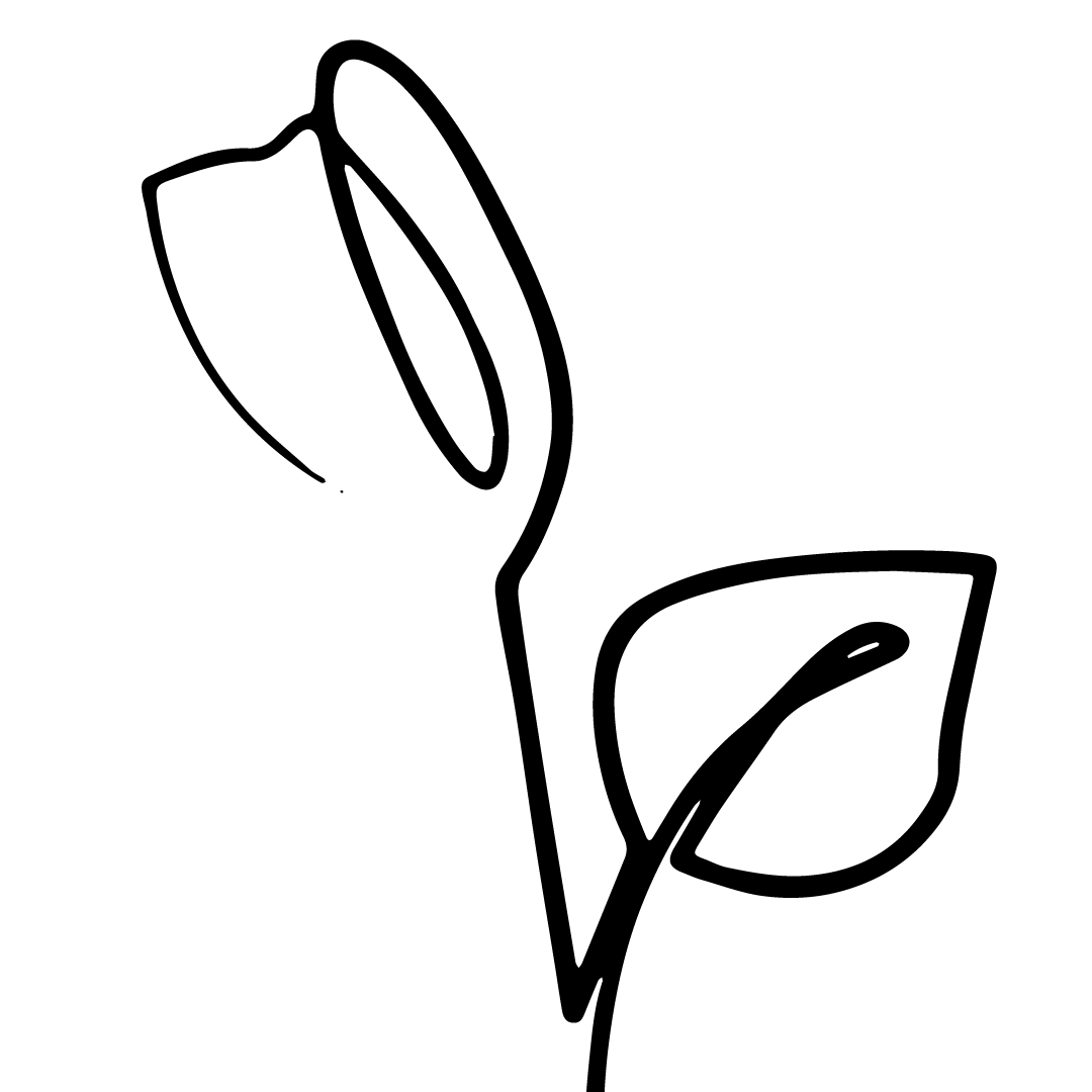 Tulipenoire